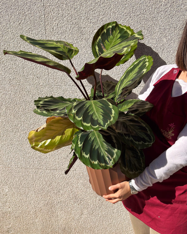 Planta Calathea de medallón