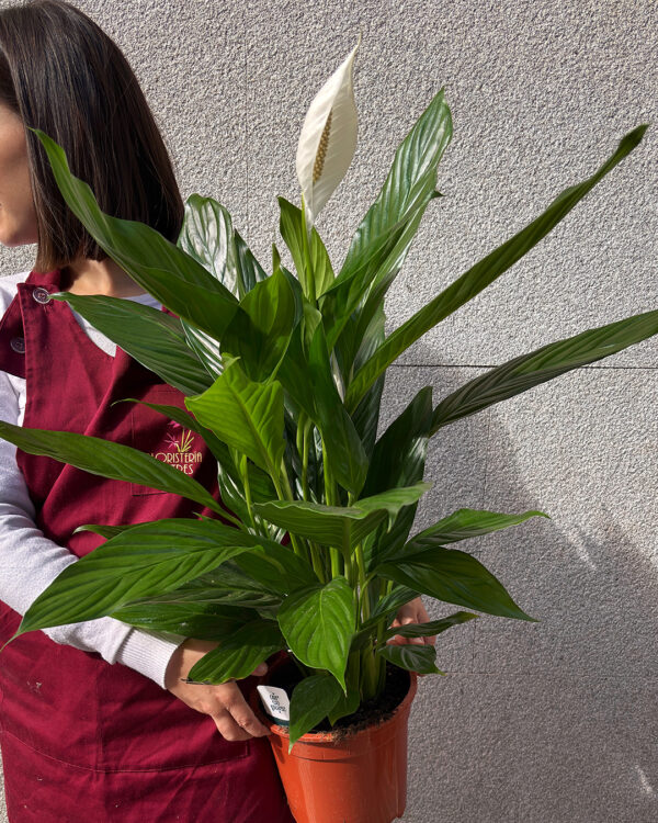 Planta Spathiphyllum