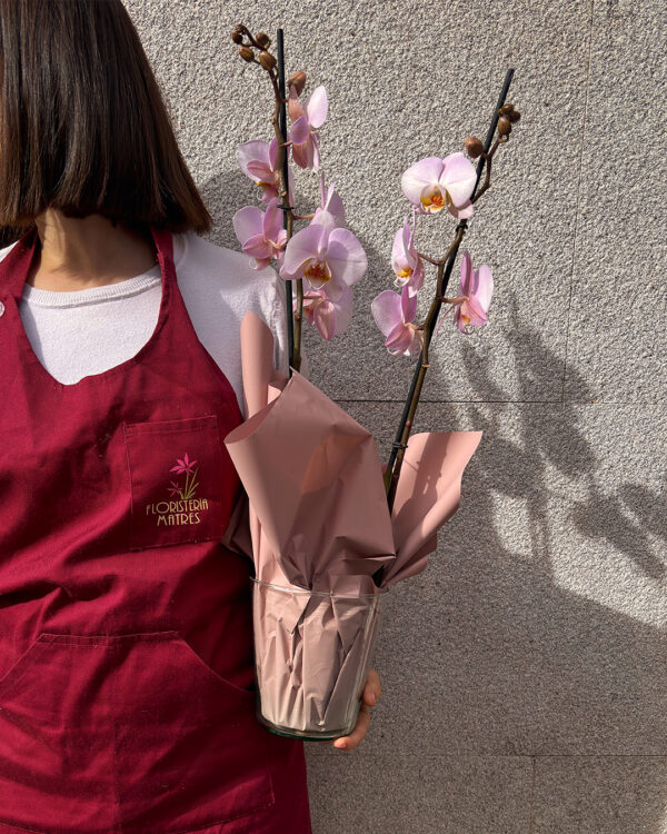 Planta de orquídea