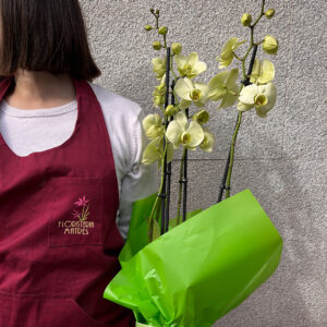 Planta de orquídea - Imagen 2