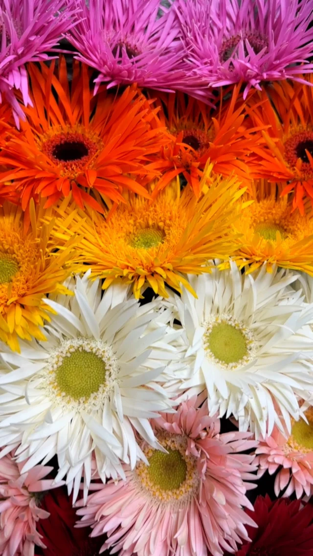 Unas gerberas muy especiales ✨