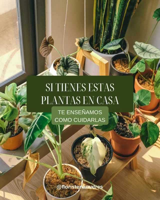 ¿Tienes alguna de estas plantitas en casa? 🪴

Te contamos cómo cuidarlas para que estén tan felices como el primer día 🌿✨

En Floristería Matres, llevamos años ayudando a nuestros clientes a escoger, cuidar y mimar sus plantas de interior.
Si estás en Soria y quieres una planta bonita y duradera, pásate por la tienda o escríbenos. ¡Nos encantará asesorarte!

📍 Estamos en el centro de Soria, en la calle Ramillete