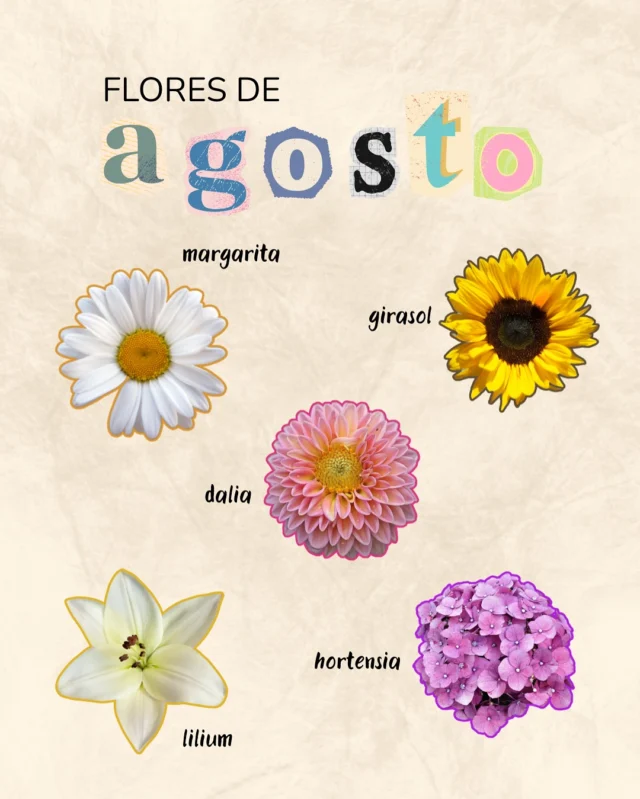 ¿Sabías que estas flores son las protagonistas en agosto?🌸

En Floristería Matres en Soria te presentamos las favoritas del mes: lilys, margaritas, dalias, hortensias y girasoles. Cada una con su propio significado y color, ideales para llenar tu hogar de frescura, alegría y energía positiva. 💐

Te esperamos en nuestra tienda en Calle Ramillete, Soria 
También puedes hacer tu pedido mediante WhatsApp y ver todos nuestros productos en nuestra web catálogo (tenéis el link en la biografía) 🤍